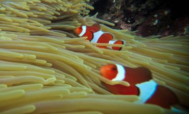 Bali Snorkelen Blue Lagoon