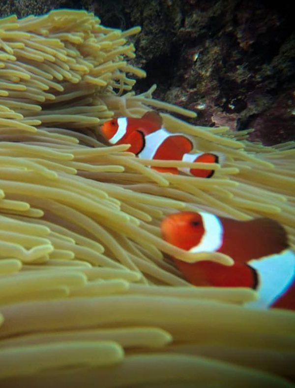 Bali Snorkelen Blue Lagoon