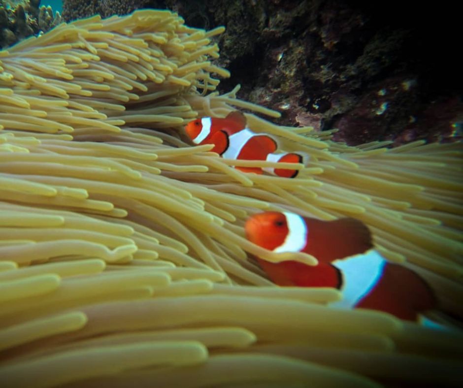 Bali Snorkelen Blue Lagoon