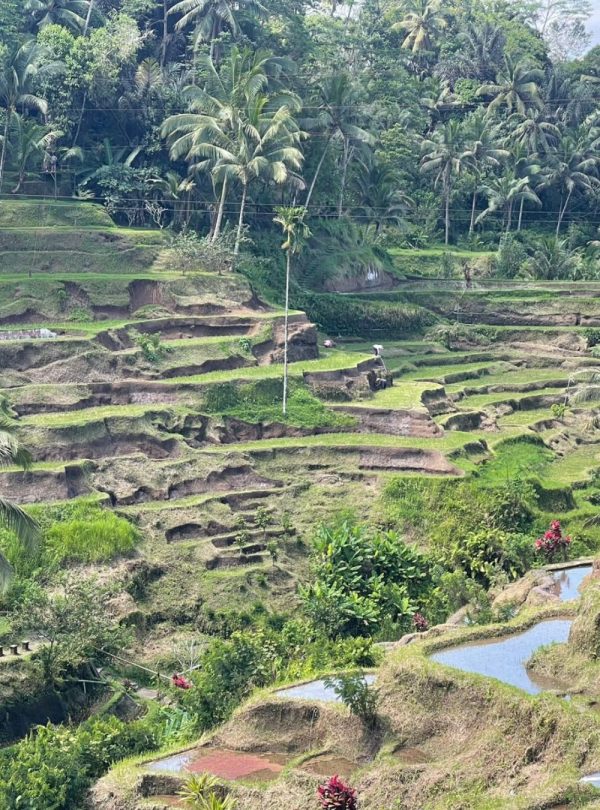 Balinese Cultuur En Ubud Tour