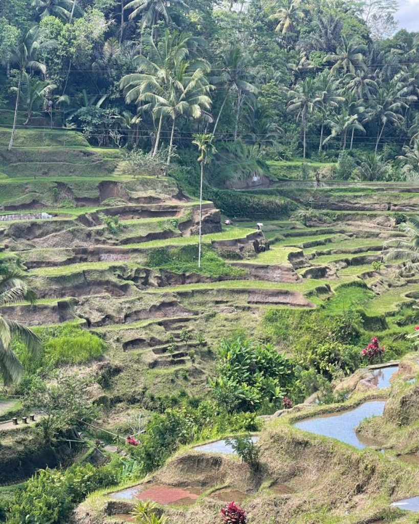 Balinese Cultuur En Ubud Tour