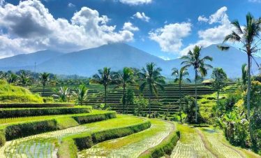 Rijstvelden Jatiluwih Bali Tour