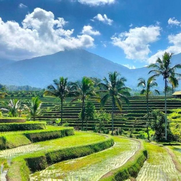 Rijstvelden Jatiluwih Bali Tour